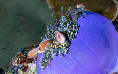 Amphiprion perideraion