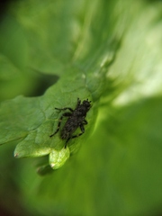 Maculantrops hirtipes