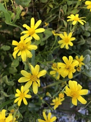 Senecio littoreus