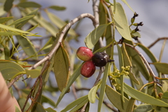 Santalum acuminatum