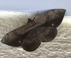 Lepidoptera
