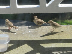 Passer domesticus