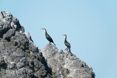 Phalacrocorax capillatus