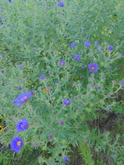 Symphyotrichum novae-angliae