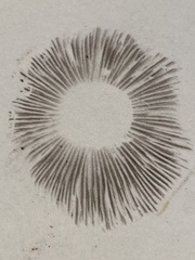 Psathyrella rugocephala