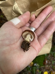 Psathyrella rugocephala