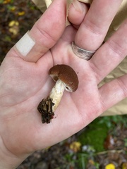 Psathyrella rugocephala
