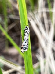 Utetheisa lotrix