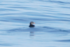 Cerorhinca monocerata