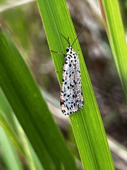 Utetheisa lotrix