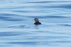 Cerorhinca monocerata