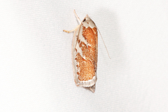 Euchaetis rhizobola