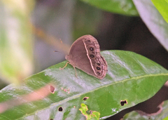 Mycalesis mineus