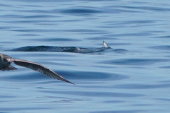 Sagmatias obliquidens