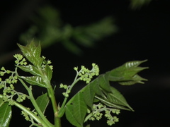 Picrasma quassioides