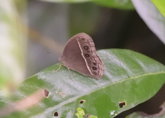 Mycalesis mineus
