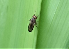 Opomyza petrei