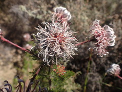 Serruria pedunculata
