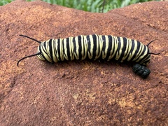 Danaus erippus