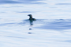 Cerorhinca monocerata