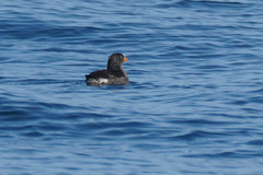 Cerorhinca monocerata