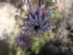 Serruria pedunculata