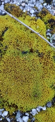 Hypodontium