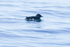 Cerorhinca monocerata