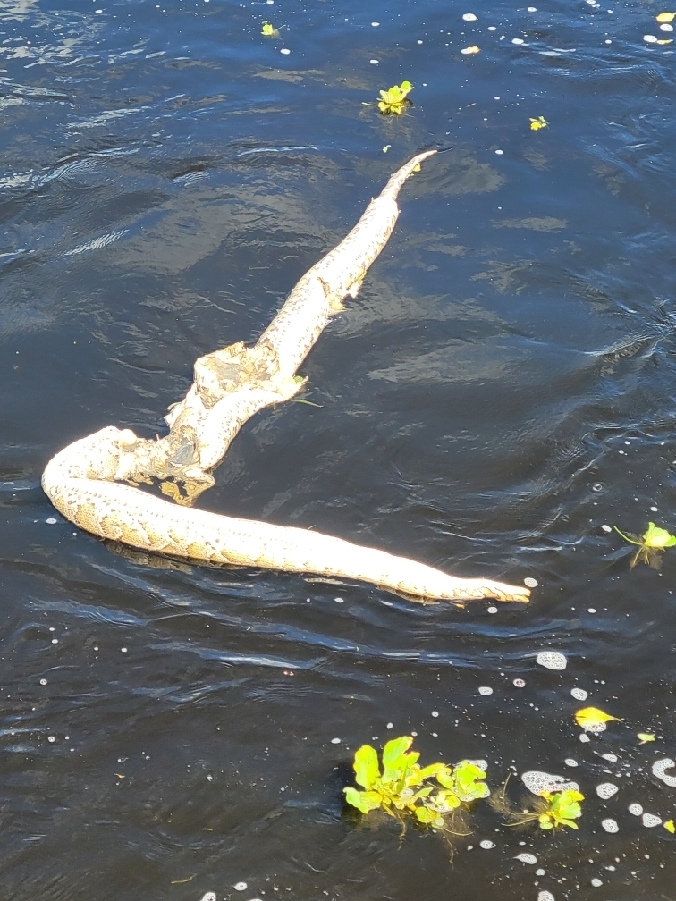 Burmese Python from Ortona South Lock Campground on September 3, 2022 ...