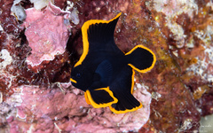 Platax pinnatus