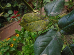 Diplocarpon rosae