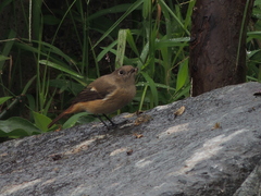 Phoenicurus auroreus