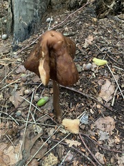 Pluteus cervinus