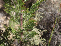 Serruria pedunculata