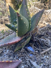 Aloe distans