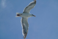 Larus schistisagus