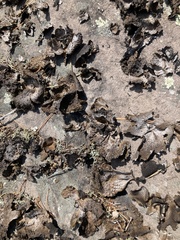 Lasallia pensylvanica