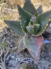 Aloe distans