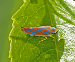 Graphocephala coccinea
