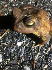 Anaxyrus americanus