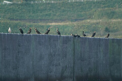 Phalacrocorax capillatus