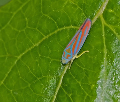 Graphocephala coccinea