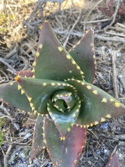 Aloe distans