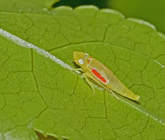 Graphocephala coccinea