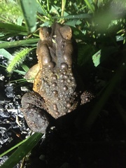 Anaxyrus americanus