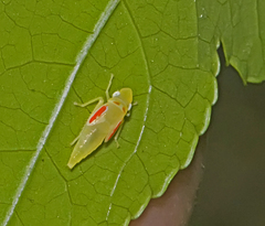 Graphocephala coccinea