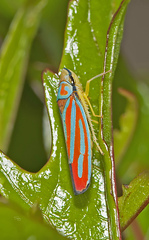 Graphocephala coccinea