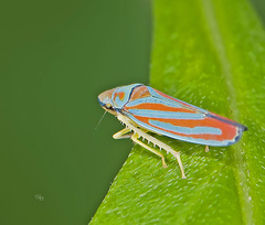 Graphocephala coccinea