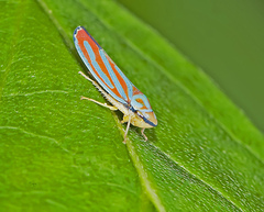 Graphocephala coccinea