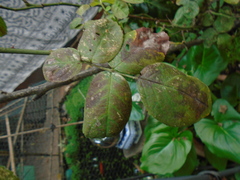 Diplocarpon rosae